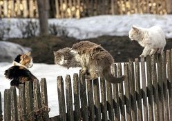 Любовь к жизни (почти по Джеку Лондону)